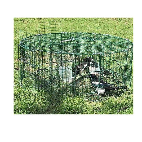 Larsen Traps - Against Corvid Traps